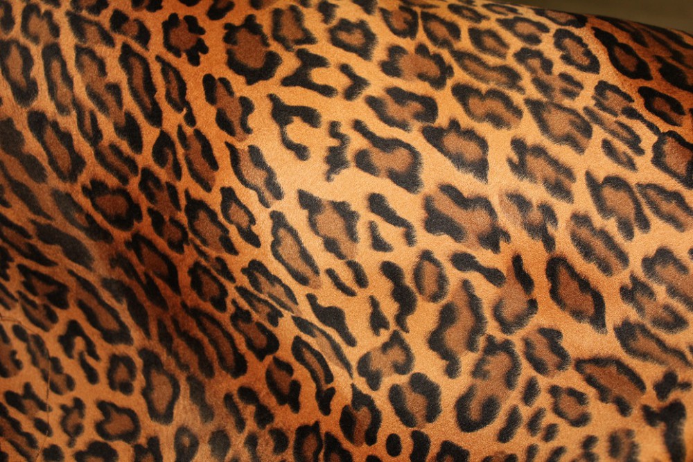 CAVALLINO LEOPARDO